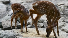 Fatal Chronic Wasting Disease Halts Rehabilitation Efforts for White-Tailed Deer Fawns in Tennessee