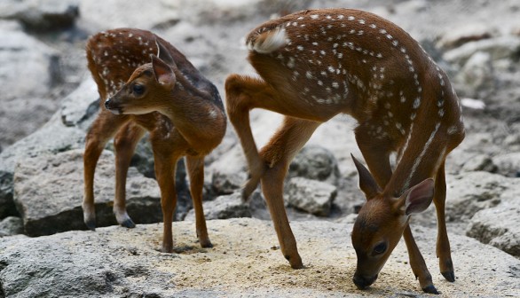 Fatal Chronic Wasting Disease Halts Rehabilitation Efforts for White-Tailed Deer Fawns in Tennessee