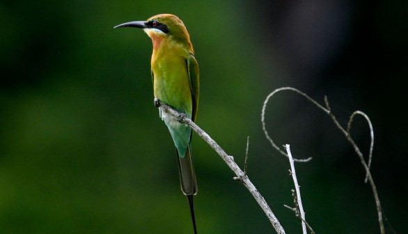 Migratory Birds African Bee-Eaters Back in Norfolk to Nest, Experts Mark First Two-Year Streak