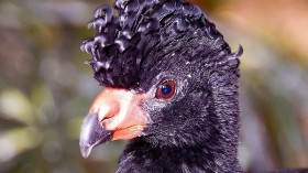 Endangered Bird Wattled Curassow Chick Hatches in Houston Zoo, Species Count Now 25