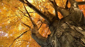 Maple Trees In Oregon's Willamette Park Being Illegally Logged Burl by Burl