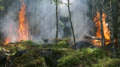 Forest Fire Threat