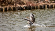 Bird Flu Kills Hundreds Of Seagulls In Dutch Nature