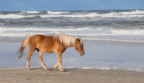 Wild Horse Caroline Dies of Neck Injury as Aggressive Stallion Attempts Mating —North Carolina