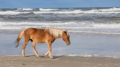 Wild Horse Caroline Dies of Neck Injury as Aggressive Stallion Attempts Mating —North Carolina