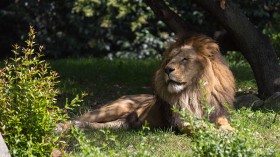 Sacramento Zoo African Lion Kamau Euthanized After Suffering Gastrointestinal Problems