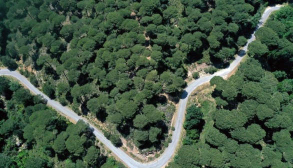 LEBANON-FOREST-CLIMATE-ENVIRONMENT