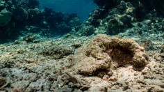 The Red Sea 'Super Corals' Proving Resistant To Rising Ocean Temperatures