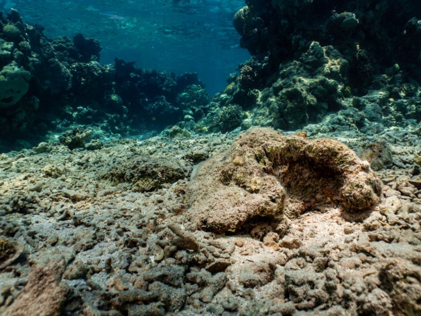 The Red Sea 'Super Corals' Proving Resistant To Rising Ocean Temperatures
