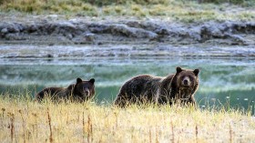 Grizzly Bears Being Baited, Trapped in Yellowstone Until August 31 for Ongoing USGS Studies, Collaring
