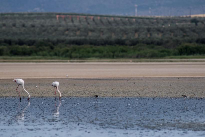 Prolonged Drought Drives Away Flamingos From Spain Wetlands Fuente de Piedra