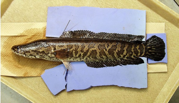 Second Invasive Snakehead Reported in Missouri: Large Predator Fish Breathes Air, Walks On Land