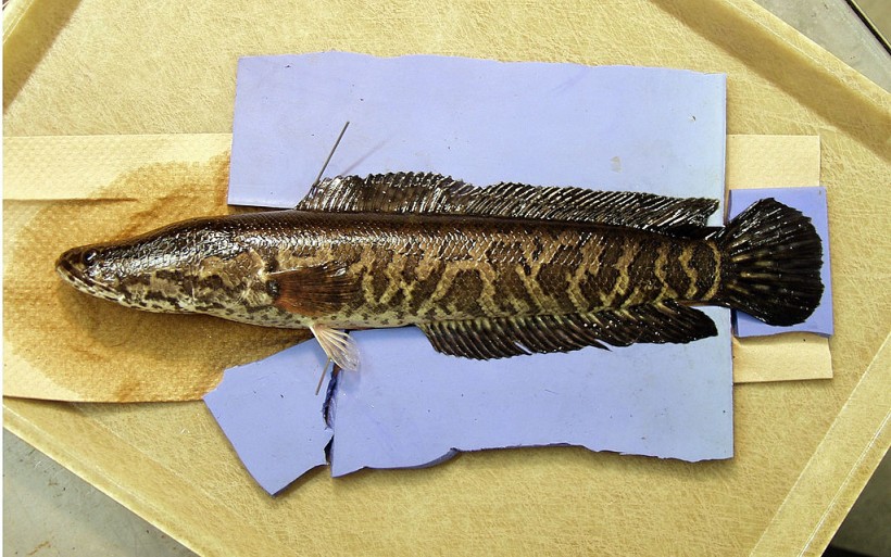 Second Invasive Snakehead Reported in Missouri: Large Predator Fish Breathes Air, Walks On Land
