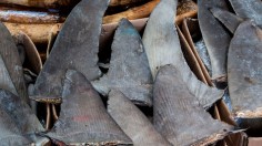 Illegal Shark Fin Shipment Seized in Brazil Weighs Over 30 Tons, Companies Slapped with Fine