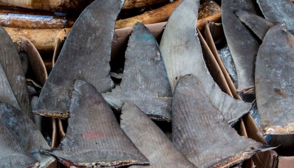 Illegal Shark Fin Shipment Seized in Brazil Weighs Over 30 Tons, Companies Slapped with Fine