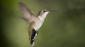 hummingbird