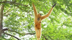 Critically Endangered Northern White-Cheeked Gibbon Baby Born in Houston Zoo