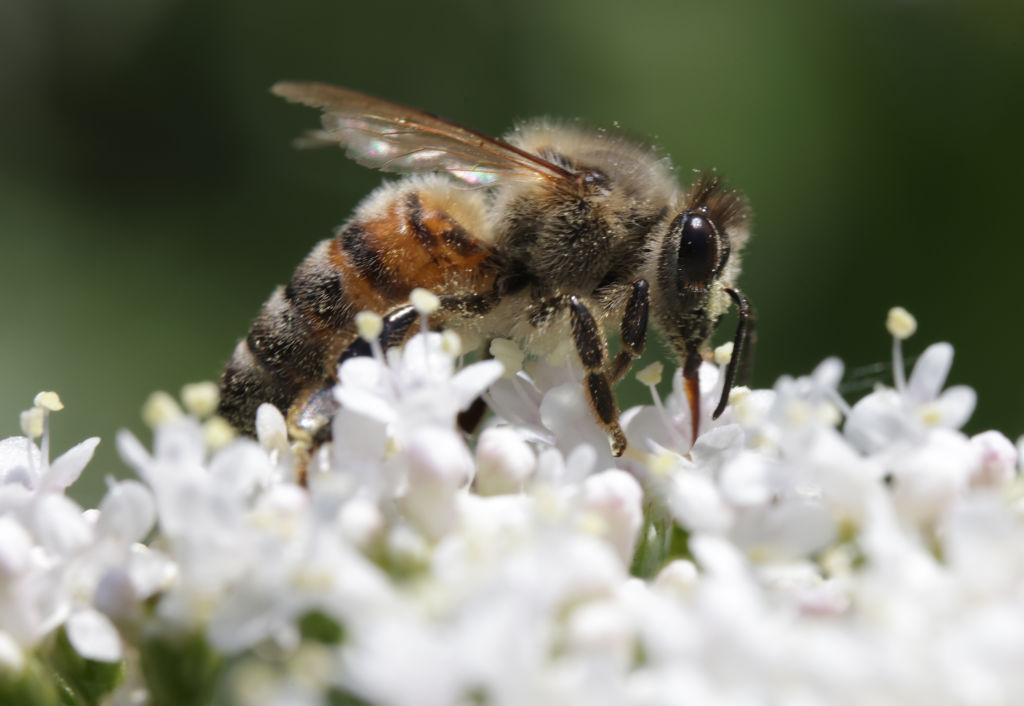 Why Bees? - The Bee Conservancy