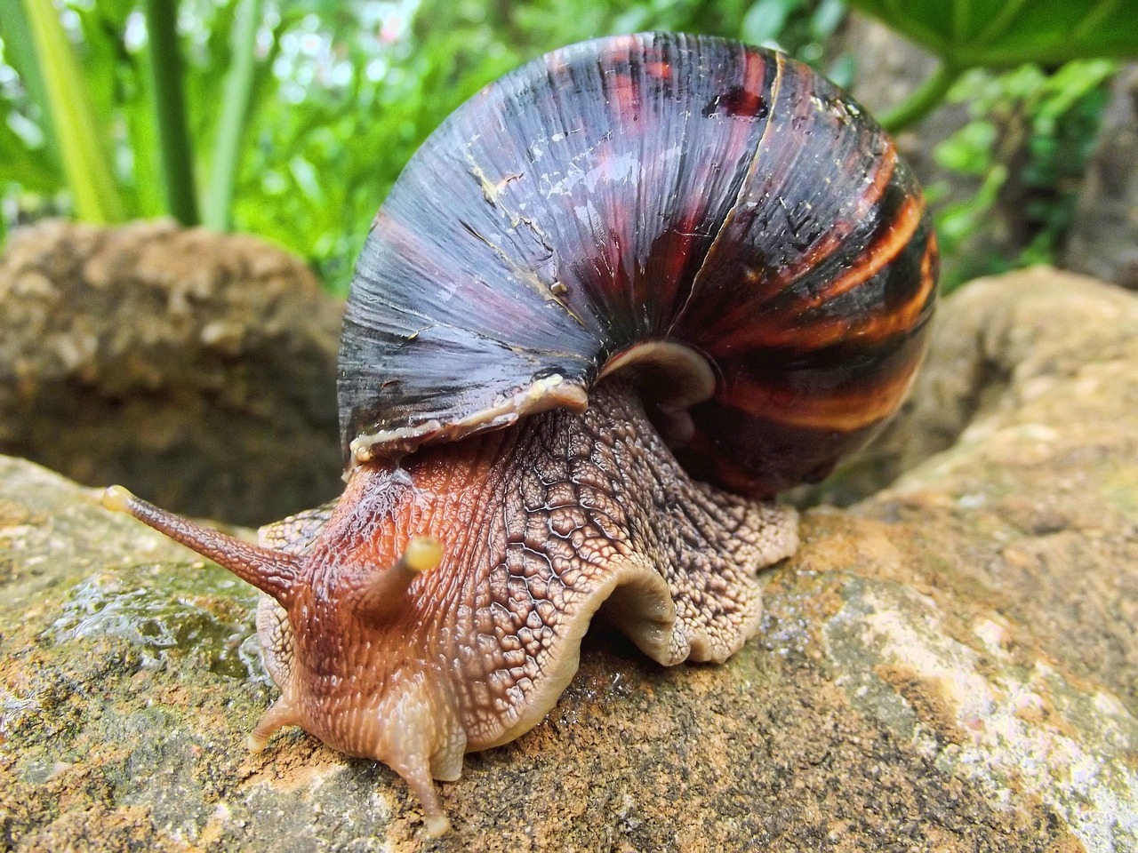 Invasive Giant African Land Snails Cause Quarantine in Florida's