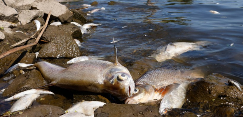 Fish Kill in Louisiana Due to Lack of Oxygen, Experts Say Possible Uptick as Oceans Warm