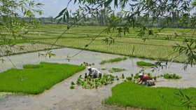 INDIA-KASHMIR-ECONOMY-AGRICULTURE