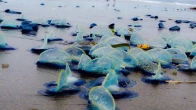 velella velellas