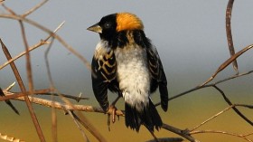 Endangered Bobolink Birds Found in 4th of July Fireworks Site Amesbury, Display Postponed 