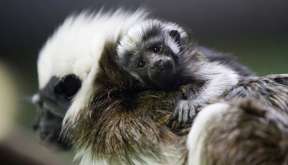 Critically Endangered Cotton-Top Tamarin Births Tiny Twins the Size of Eggs in Disney Zoo