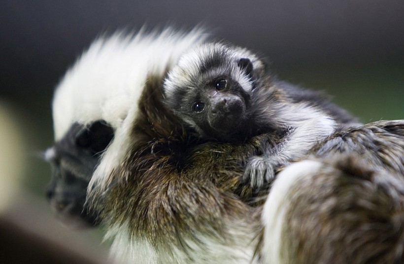 Critically Endangered Cotton-Top Tamarin Births Tiny Twins the Size of Eggs in Disney Zoo