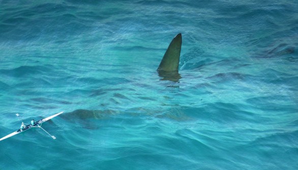 Illegal Shark Fins