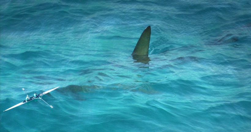 Illegal Shark Fins