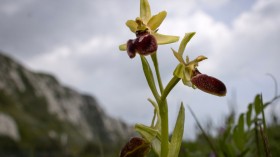 Orchids Bloom As Report Signifies Decline In Numbers