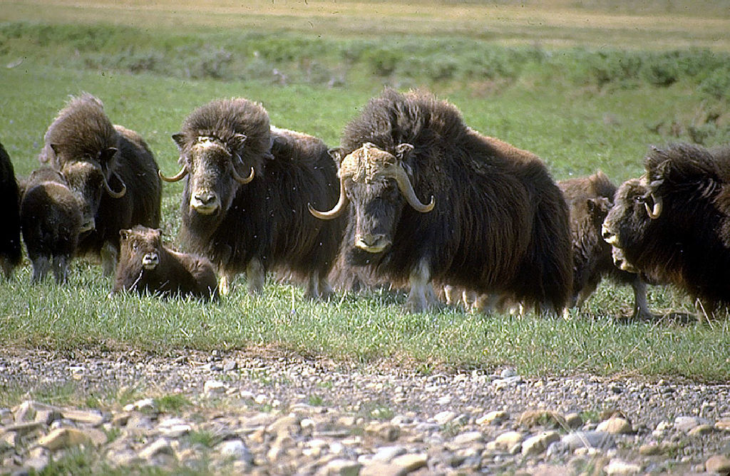 Caribou and Muskoxen Help Slow Down Arctic Biodiversity Loss Amid ...