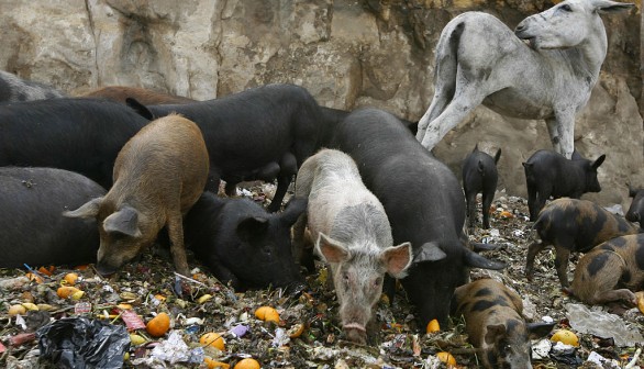 A donkey stands behind pigs eating garba