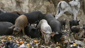 A donkey stands behind pigs eating garba