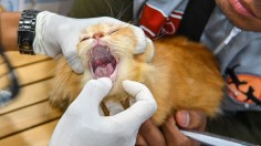Cat Dies of Rabies After Attack on 5 Locals, 1 Dog in North Carolina