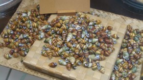 8000 Critically Endangered Hawaiian Snails Relocated From Kailua to Pearl City in Hawaii