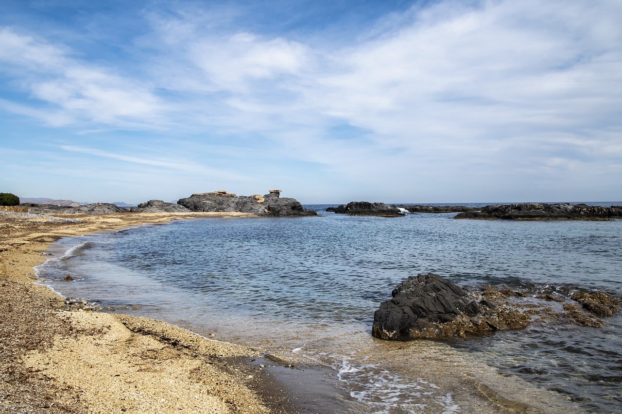 Toxic algae suspected in deaths of sea lions and dolphins on