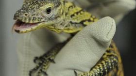 Clutch of Endangered Komodo Dragon Eggs From Indonesia Hatch in 1st Successful Breeding Attempt by Chester Zoo —UK