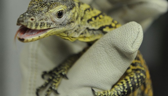 Clutch of Endangered Komodo Dragon Eggs From Indonesia Hatch in 1st Successful Breeding Attempt by Chester Zoo —UK