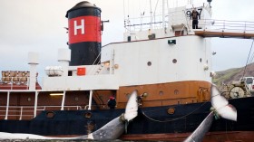 Fin Whaling Ban Decision By Iceland Minister Implemented Until Aug 31