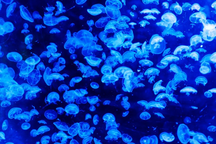 Dorset Jellyfish 