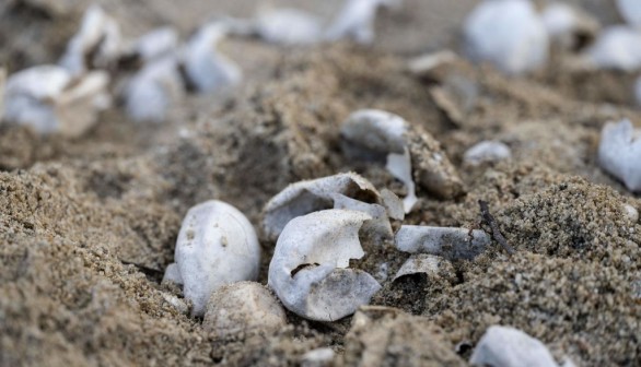 2 Sea Turtle Nests in North Carolina Found Damaged, Feds Offer $1500 Reward for Arrest of Culprits