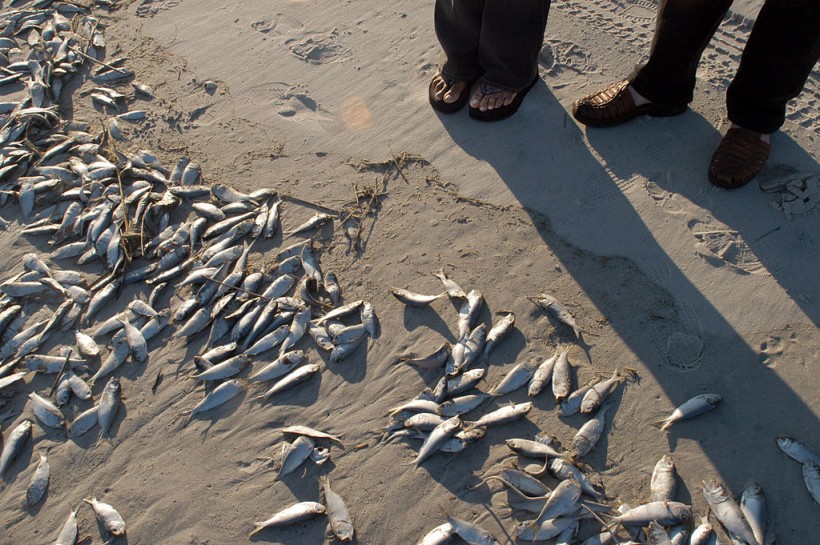 Toxic Algal Bloom Kills Thousands of Fish on Shores of Thailand