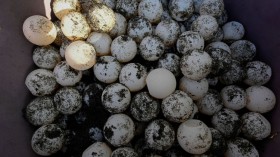 Fertile Female Turtle Hatchlings Has Higher Numbers in Warm Weather, Study Says