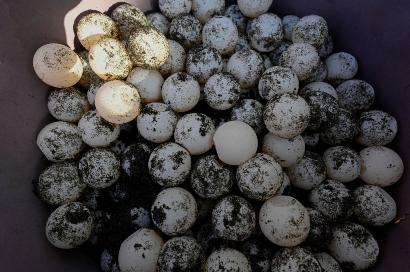 Fertile Female Turtle Hatchlings Has Higher Numbers in Warm Weather, Study Says