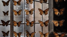 Endangered, Threatened Insects Now in Online Illegal Trade
