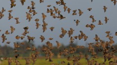 Quelea Bird Swarm Ravages Crops in 75,000 Ha Kebbi Farm — Nigeria