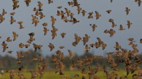 Quelea Bird Swarm Ravages Crops in 75,000 Ha Kebbi Farm — Nigeria