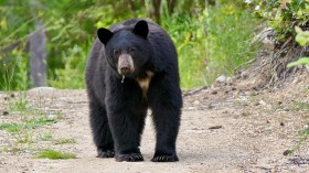 How Dangerous Are Black Bears? 